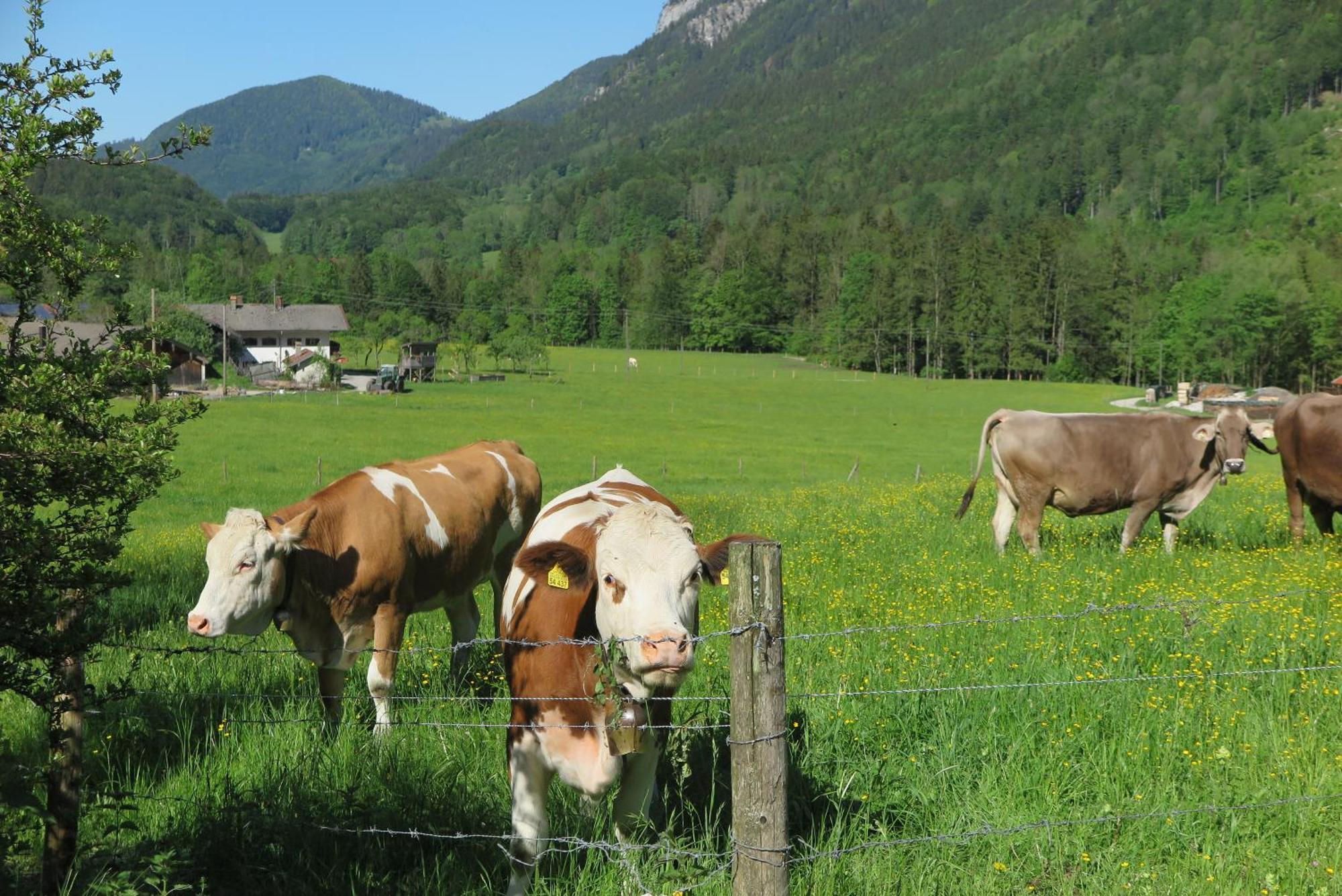 Ferienwohnungen Haus Waldwinkel Aschau im Chiemgau Eksteriør bilde